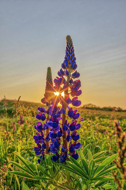 Fort Hill Poster featuring the photograph Blooming Lupines on Cape Cod at Fort Hill by Juergen Roth