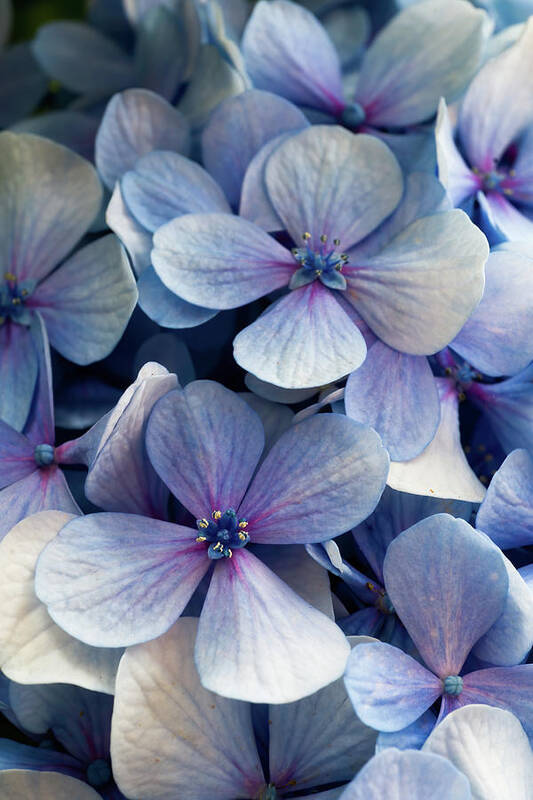 Background Poster featuring the photograph Blue and purple hydrangea flowers by Jean-Luc Farges