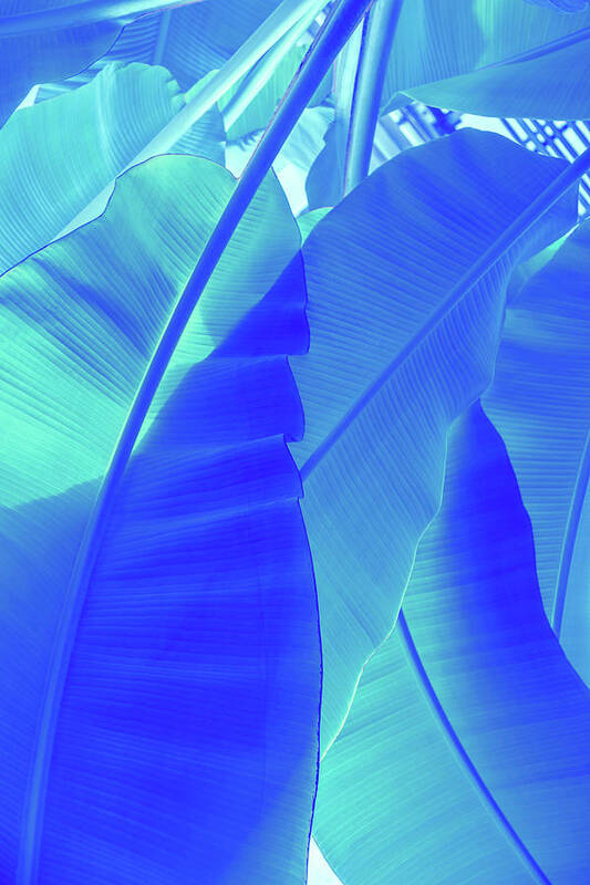 Blue Banana Poster featuring the photograph Blue Banana - Reimagined Tropical Biophilia - Portrait Variant by Georgia Mizuleva