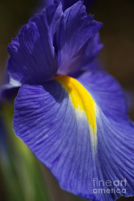 Iridaceae Poster featuring the photograph Blue Iris with Yellow by Joy Watson