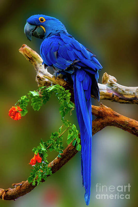 Photography Poster featuring the photograph Blue Macaw by Paul Wear