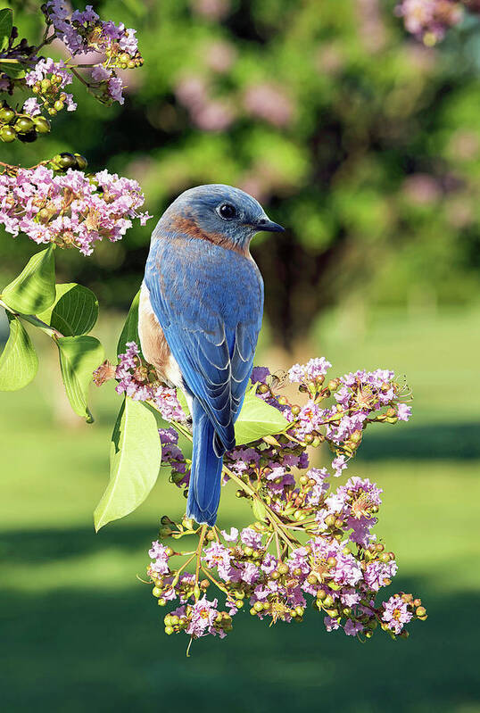 Bluebirds Poster featuring the photograph Bluebird In The Pink by Jamie Pattison