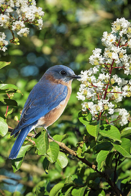 Bluebirds Poster featuring the photograph Bluebird On White by Jamie Pattison