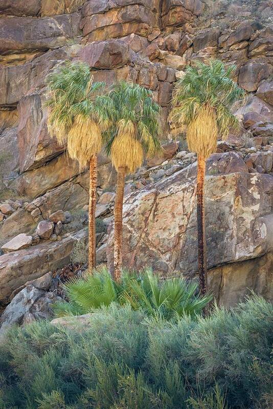 Anza Borrego Poster featuring the photograph Borrego Palm Canyon - Three Palms by Alexander Kunz