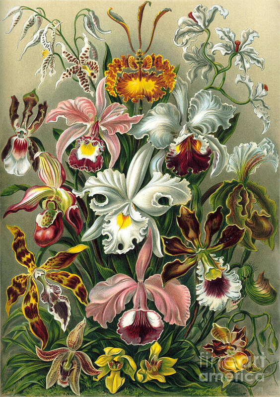 Bouquet Of Orchids Poster featuring the mixed media Bouquet of orchids by Elena Gantchikova