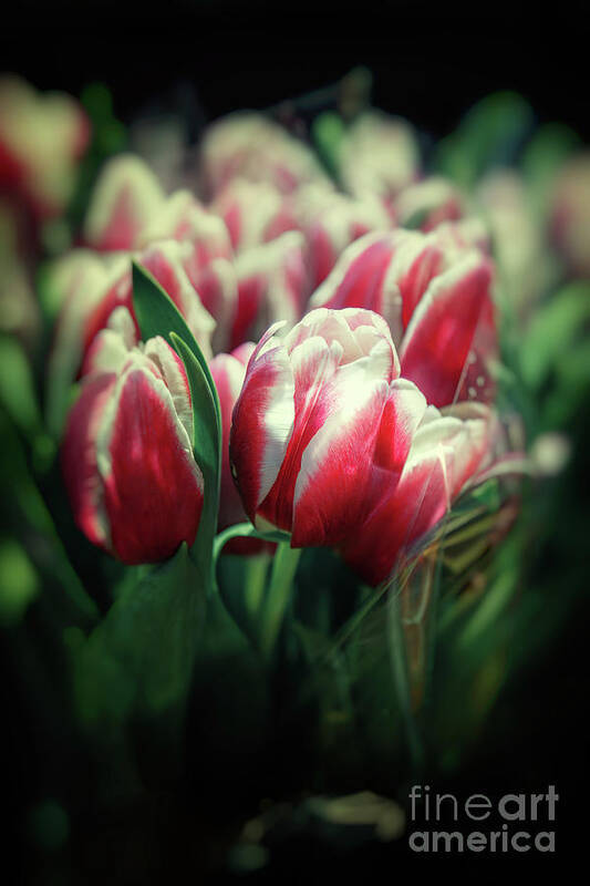 Vignette Poster featuring the photograph Bouquets of pink and white tulips, with retro style processing. Romantic themed image for spring holiday events, such as Easter and Valentine's day. by Jane Rix