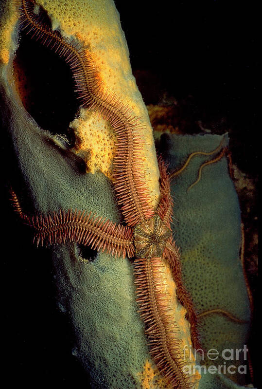 Caribbean Sea Poster featuring the photograph Brittlestar on Tube Sponge EC891 by Mark Graf