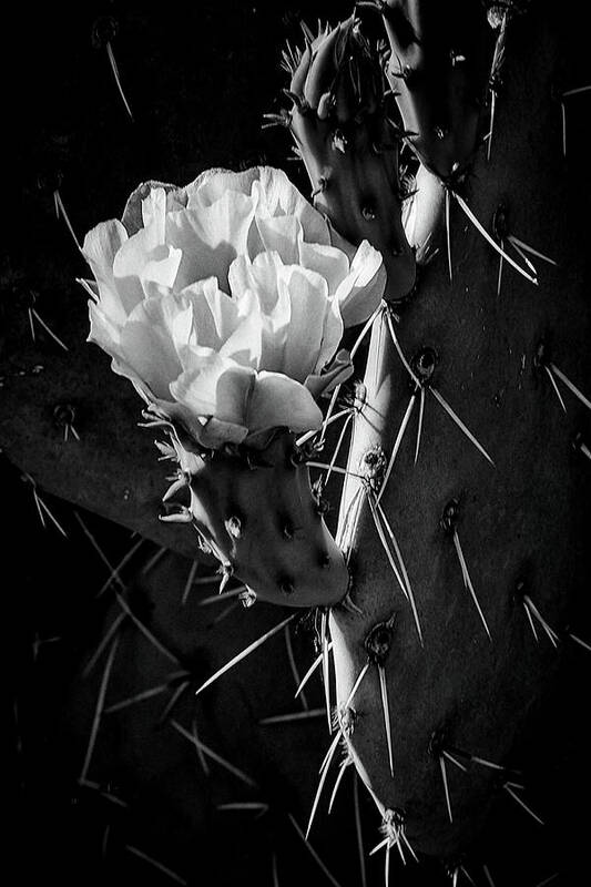 Black Cactus Poster featuring the photograph Cactus Bloom BW by Steve Kelley