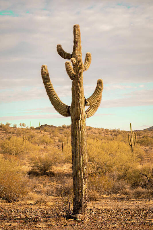 Landscape Poster featuring the photograph Cactus Bright by Go and Flow Photos
