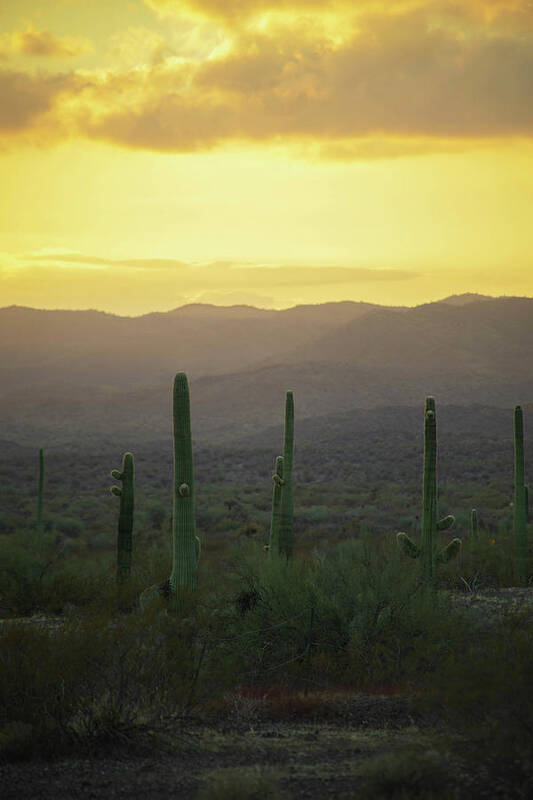 Landscape Poster featuring the photograph Cactus Huddle by Go and Flow Photos