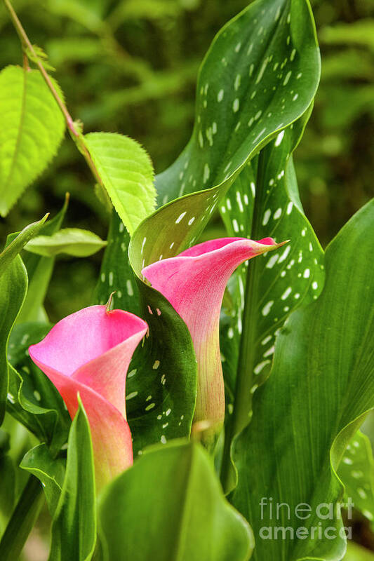  New England Poster featuring the photograph Calla Lilies by Erin Paul Donovan