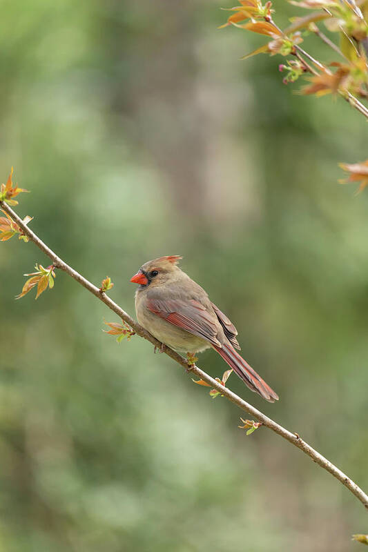 Cardinal Poster featuring the photograph Cardinal in Spring by Rachel Morrison