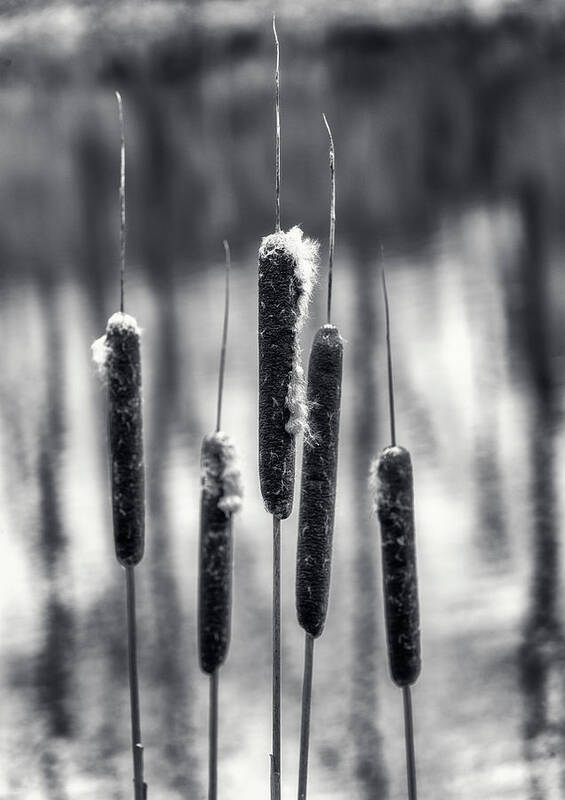 Pond Poster featuring the photograph Cattail by Cate Franklyn