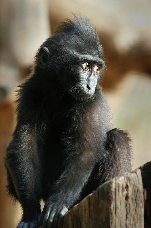 Ape Poster featuring the photograph Celebes Black Ape by Yuri Peress