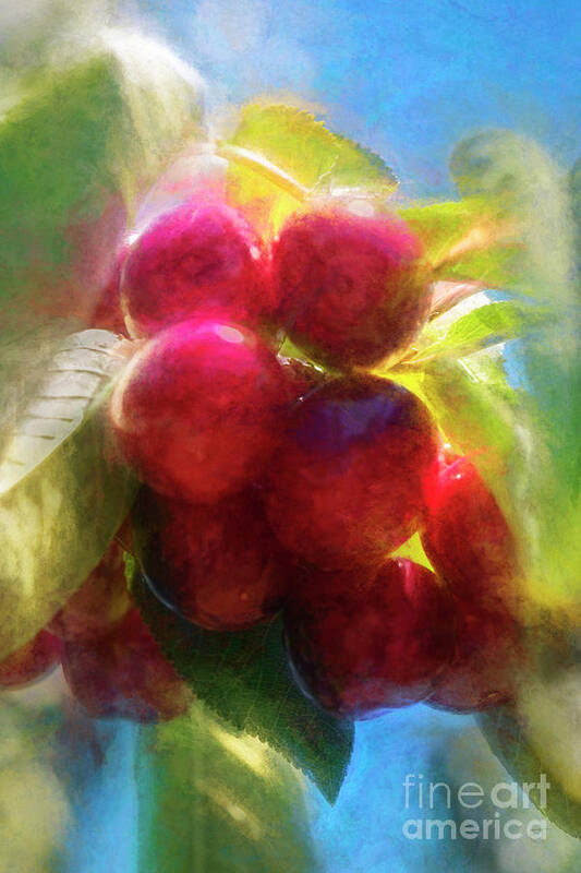 Cherries Poster featuring the photograph Cherries by Elaine Teague