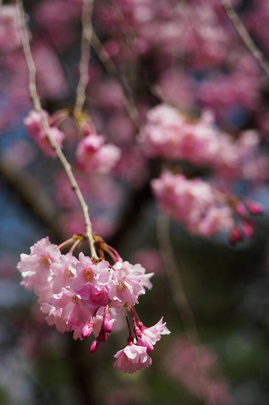 Cherry Tree Poster featuring the photograph Cherry Blossoms 2021 by Stephen Russell Shilling