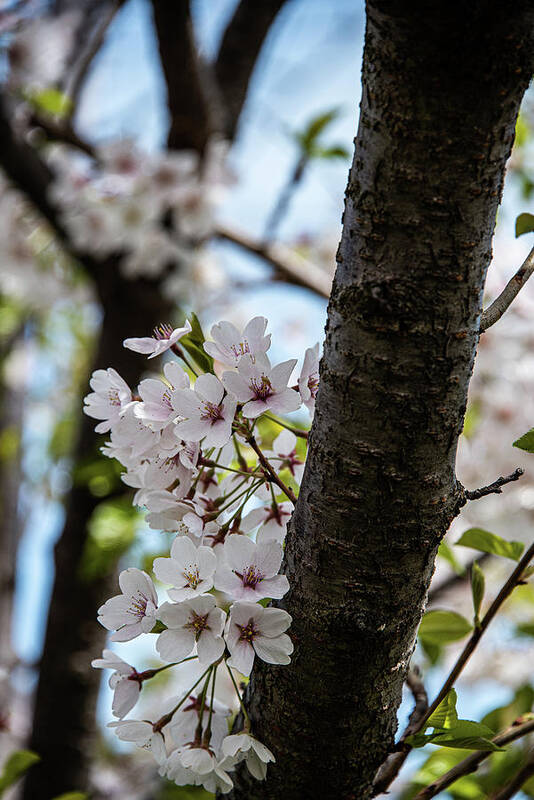 Cherry Blossoms Poster featuring the photograph Cherry Blossoms - 22 by David Bearden