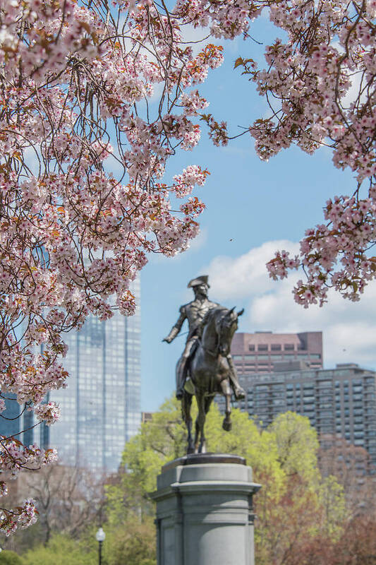Cherry Blossoms Poster featuring the photograph Cherry Blossoms Statue by Sally Cooper