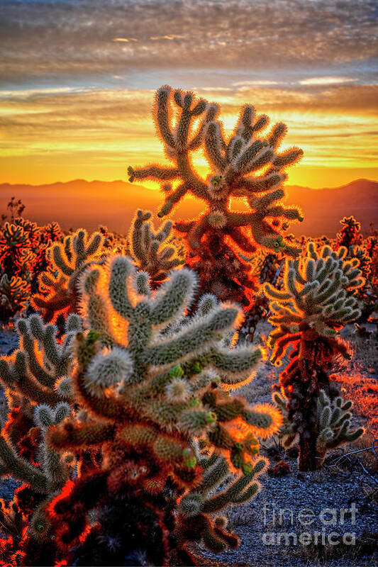 Adventure Poster featuring the photograph Cholla Garden Sunrise by Charles Dobbs