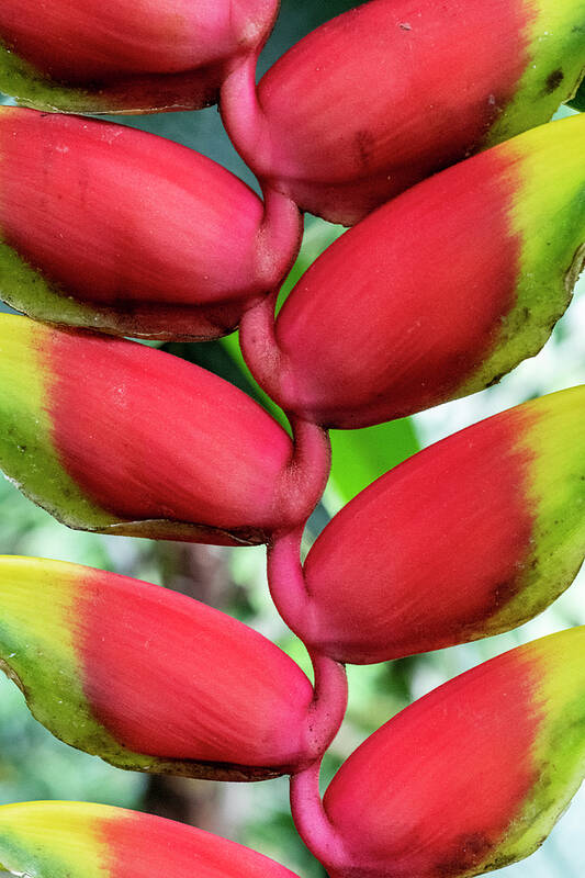 Lobster Claw Plant Poster featuring the photograph Claws a-Climbing by Christi Kraft