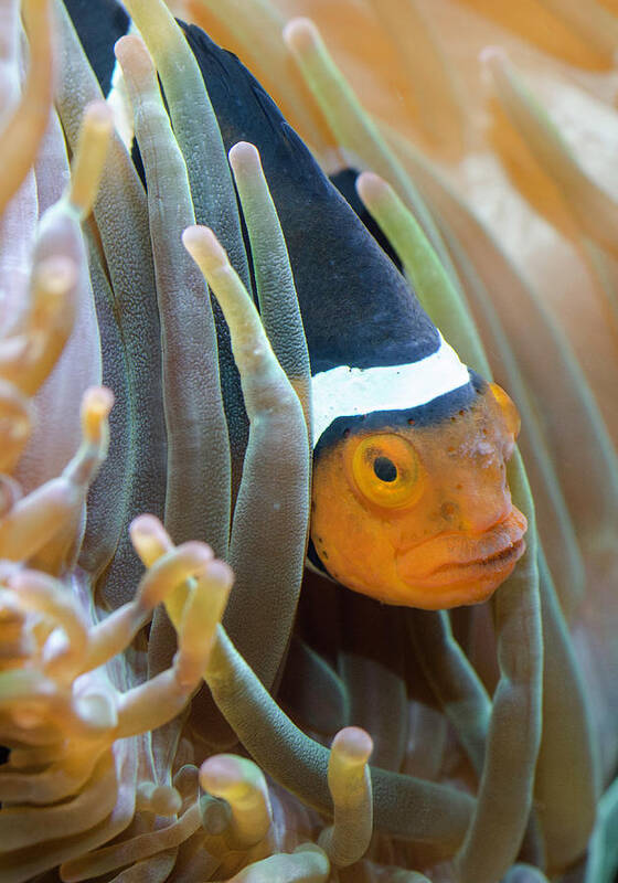 Clownfish Poster featuring the photograph Clownfish Hiding in Anemones by WAZgriffin Digital