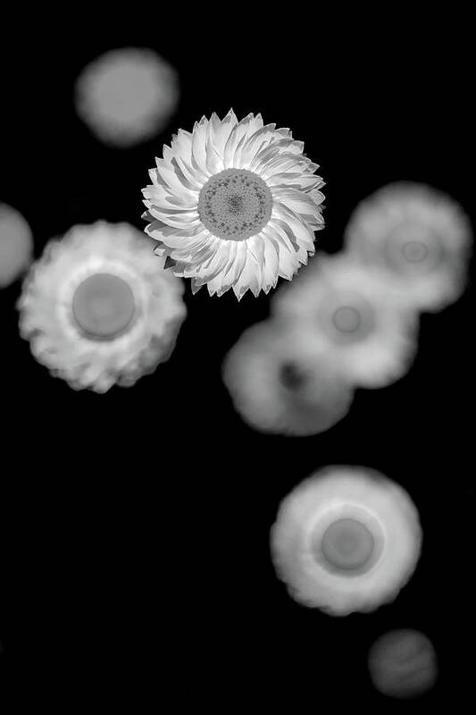 Beautiful Black And White Flower Poster featuring the photograph Cogs Of Life by Az Jackson