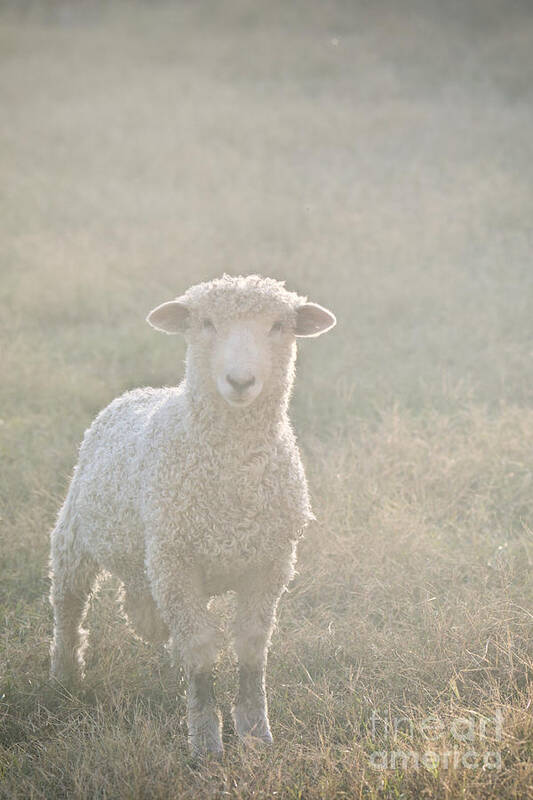 Colonial Williamsburg Poster featuring the photograph Colonial Sheep in Soft Light by Rachel Morrison