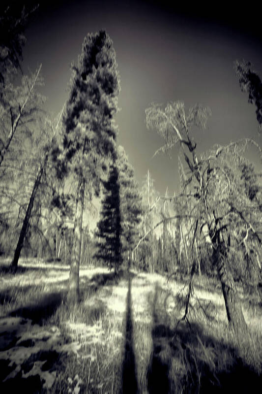 Colorado Trees Poster featuring the photograph Colorado Trees Pinhole BW by Cathy Anderson