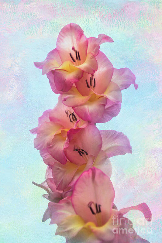 Summer Poster featuring the photograph Colorful Gladiolus by Amy Dundon