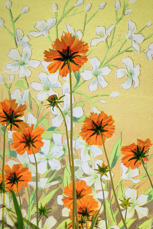 Flora Poster featuring the photograph Coreopsis with French Gypsophile Blanc by Mary Lee Dereske