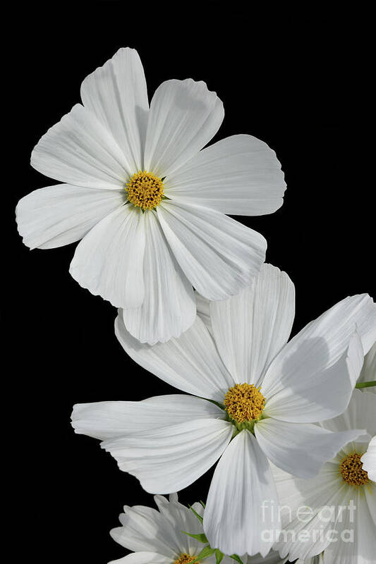Flowers Poster featuring the photograph Cosmos bipinnatus - White by Yvonne Johnstone