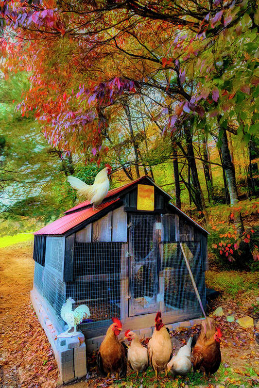 Animals Poster featuring the photograph Country Chicken Coop Painting by Debra and Dave Vanderlaan