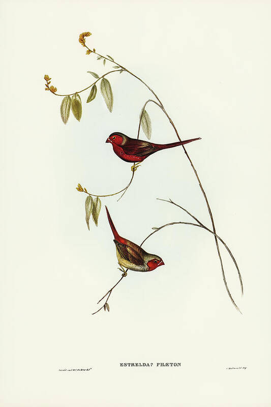 Crimson Finch Poster featuring the drawing Crimson Finch, Estrelda Phaeton by John Gould