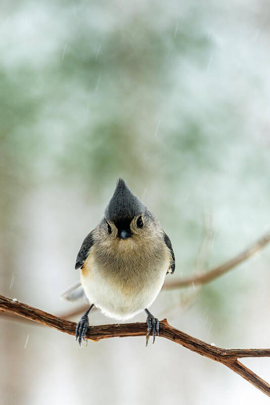 Animal Poster featuring the photograph Cute Tufted Titmouse by Oscar Gutierrez