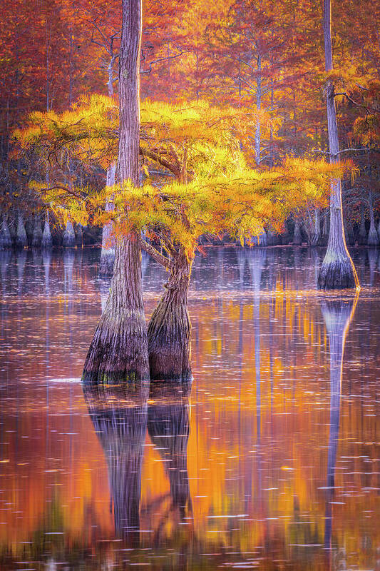 Reflections Poster featuring the digital art Cypress by Kevin McClish