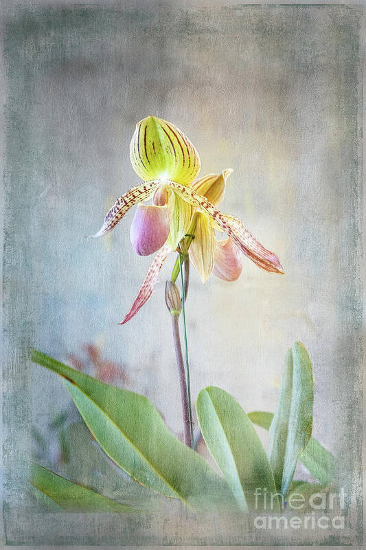 2023 Orchids Poster featuring the photograph Dainty Ladyslipper by Marilyn Cornwell