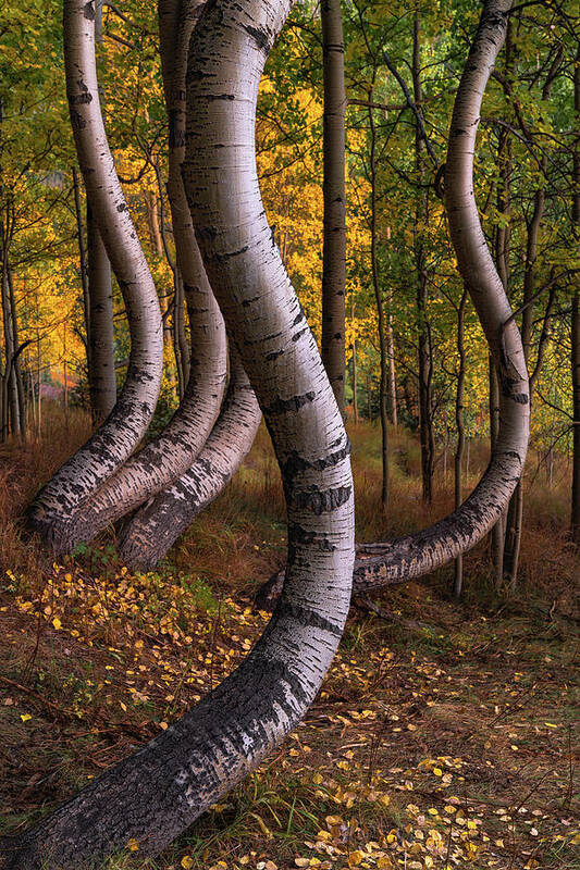 Aspens Poster featuring the photograph Dancing by Chuck Jason