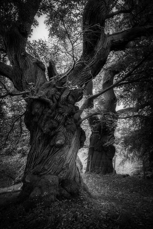 Landscape Poster featuring the photograph Dancing monsters by Remigiusz MARCZAK