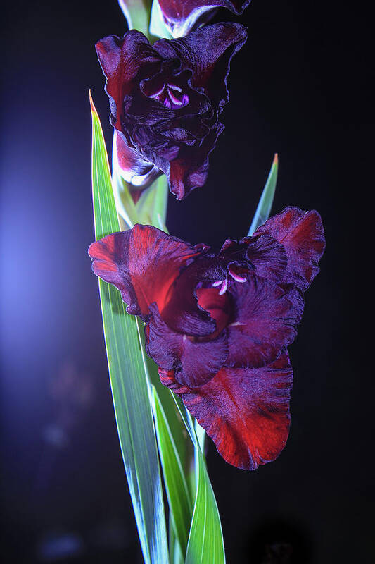 Gladiolus Poster featuring the photograph Dark crimson gladiolus flower by Maria Dimitrova