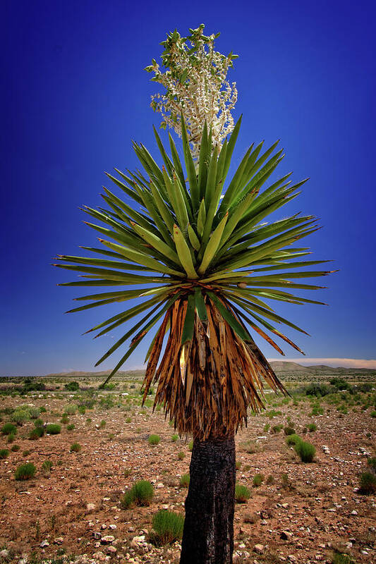 Flora Poster featuring the photograph Desert Bloom by George Taylor