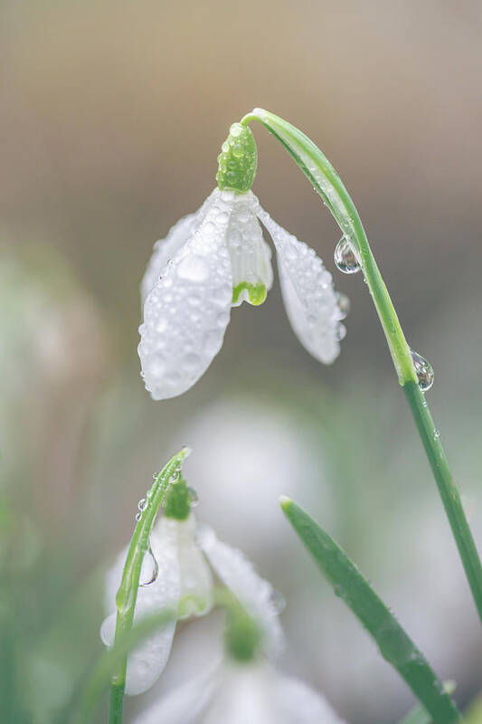 Snowdrop Poster featuring the photograph Dew Drops on Snowdrops by Anita Nicholson