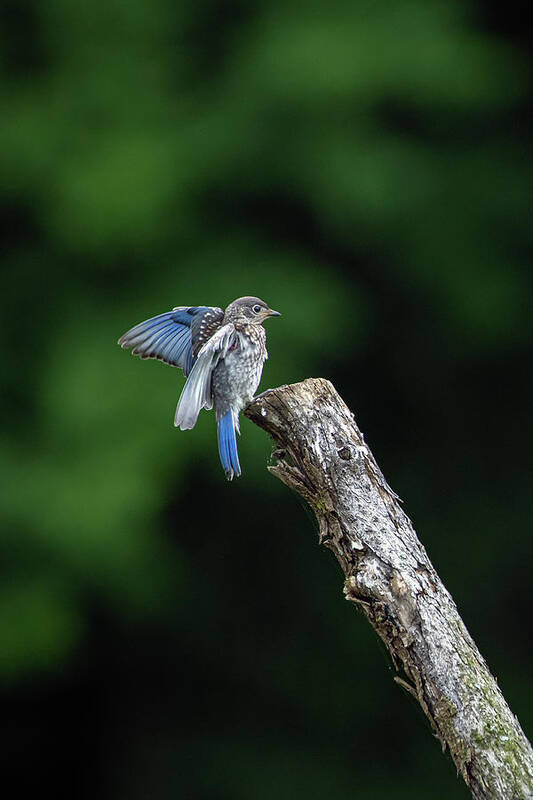 Blue Ridge Parkway Poster featuring the photograph Discovering Flight by Robert J Wagner