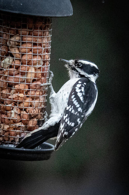2019 Poster featuring the photograph Downy Woodpecker 1 by Gerri Bigler