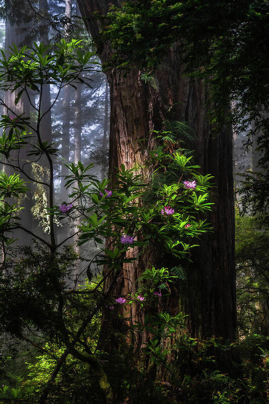 Landscape Poster featuring the photograph Dreamy Redwoods by Chuck Jason