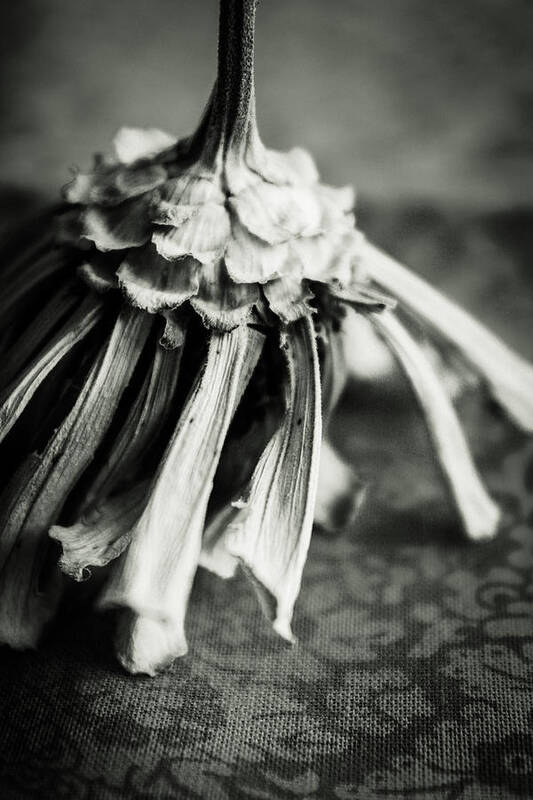 Zinnia Poster featuring the photograph Dried Zinnia, Black and White by W Craig Photography