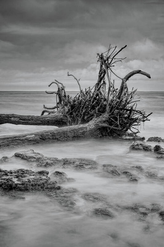 Black Poster featuring the photograph Driftwood Beach in Black and White by Carolyn Hutchins
