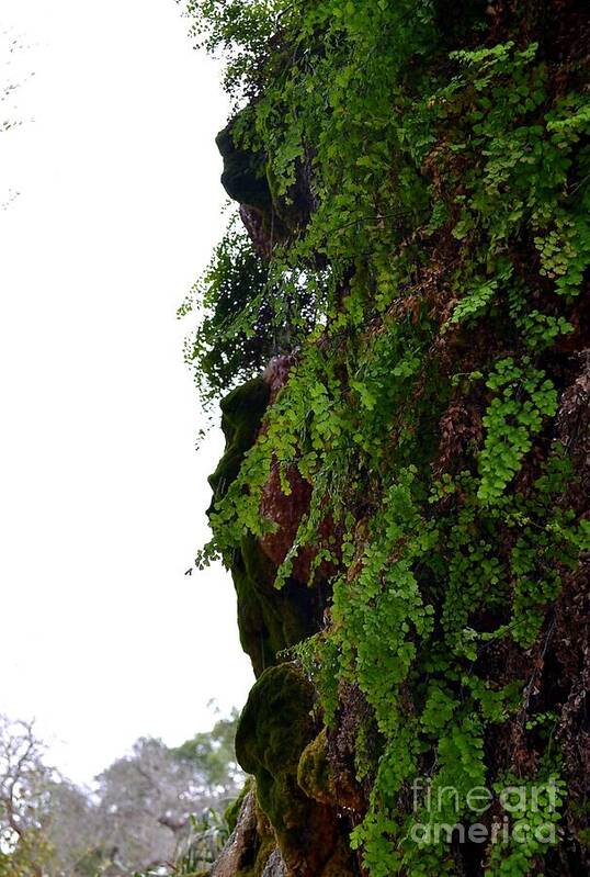 Dripping Spring Photograph Poster featuring the photograph Dripping Spring by Expressions By Stephanie