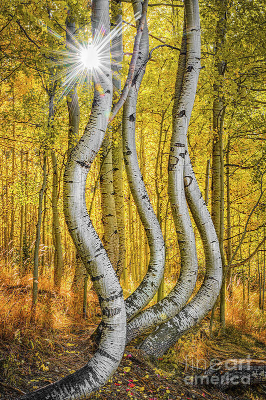 Aspen Poster featuring the photograph Dryad Dance by Melissa Lipton