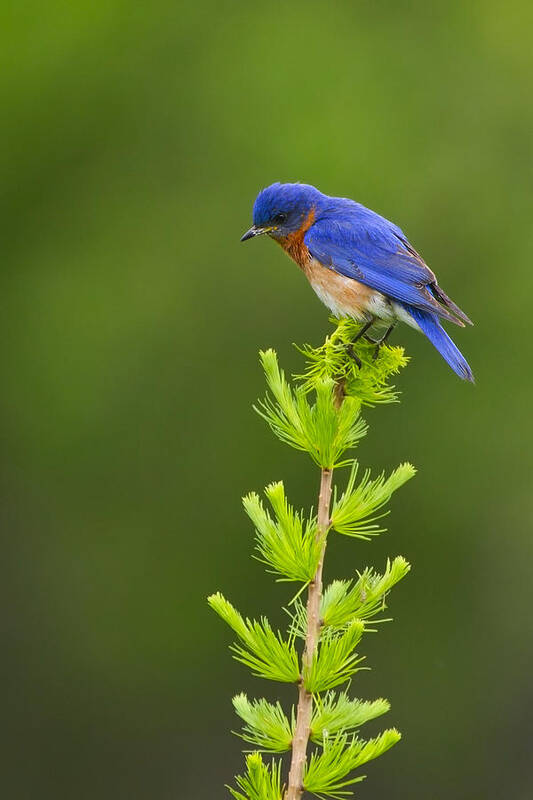 Eastern Bluebird Photography Poster featuring the photograph Eastern Bluebird by Timothy McIntyre