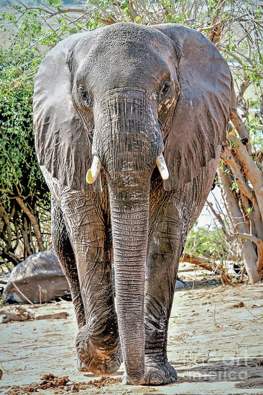 Wildlife Poster featuring the photograph Elephant Approaches by Tom Watkins PVminer pixs